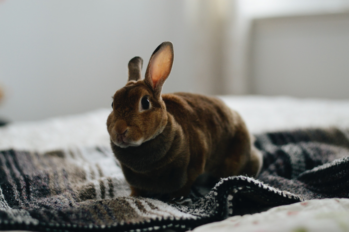 Indoor Rabbit