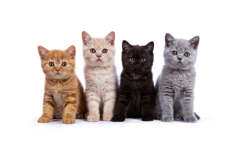 Cat Ownership – Think Twice | Petopedia