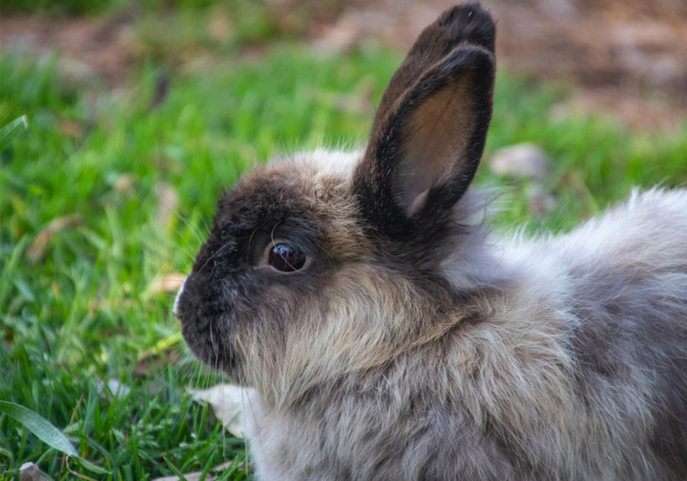 Introducing Rabbits After Neutering And The Bonding Process Petopedia