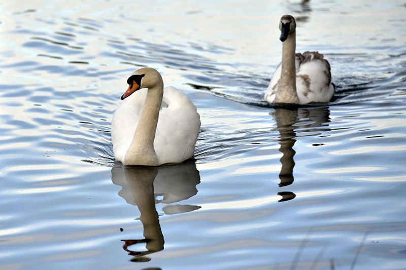 Swan pond
