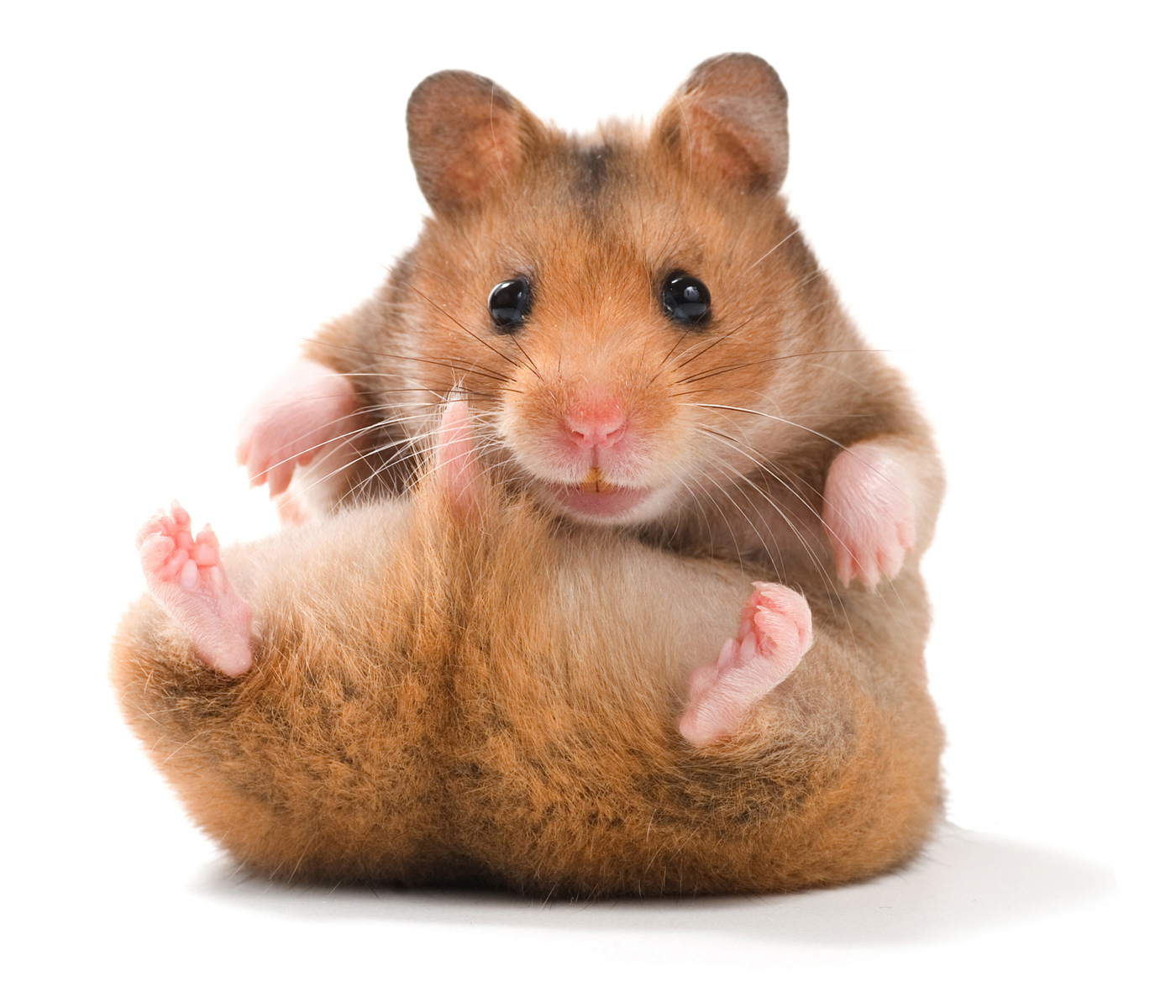 All About Syrian Hamsters | Petopedia