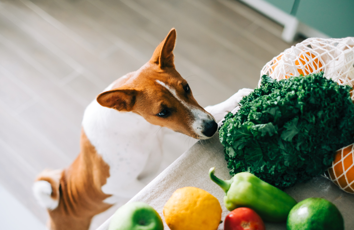 Can dogs be vegan?